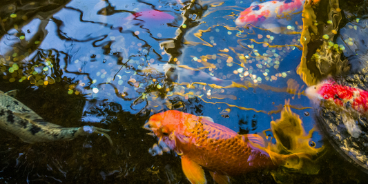 Air Pump Application in Koi Fish Pond