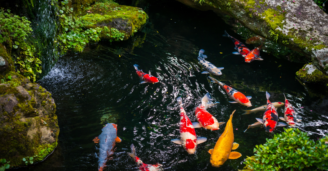 Koi fish swimming in a clear garden pond with a high-performance water pump and filtration system