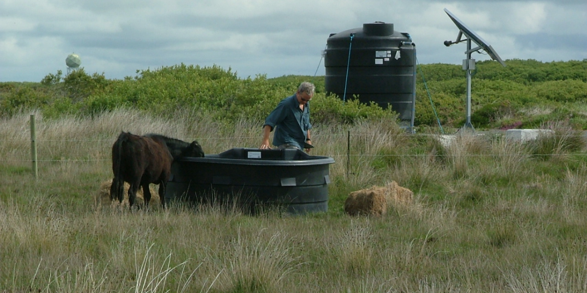 Farmer utilising two of our potable water tanks to keep his cattle hydrated in a sunny and grassy field.